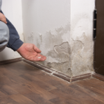 Damp and Mould in Your Rental Property: Landlord Responsibilities