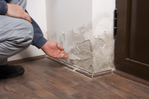 Damp and Mould in Your Rental Property: Landlord Responsibilities